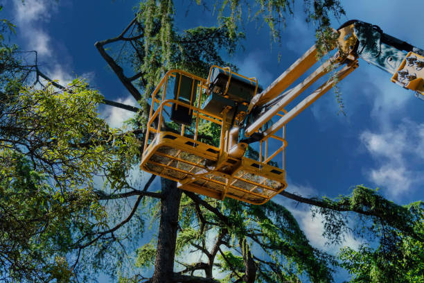Best Tree Risk Assessment  in Wakeeney, KS